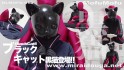 ブラックキャット黒猫登場!!